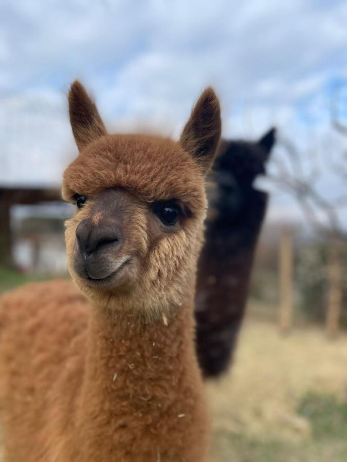 Agriturismo Il Vecchio Mandorlo Perugia Eksteriør billede