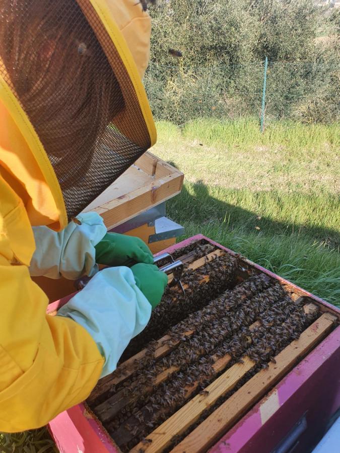 Agriturismo Il Vecchio Mandorlo Perugia Eksteriør billede