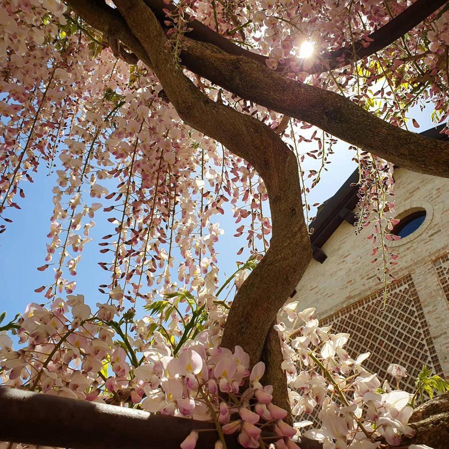 Agriturismo Il Vecchio Mandorlo Perugia Eksteriør billede