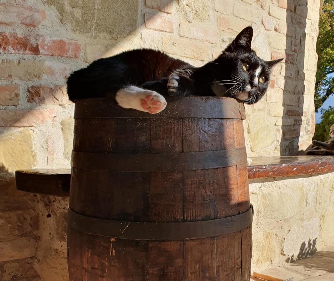 Agriturismo Il Vecchio Mandorlo Perugia Eksteriør billede