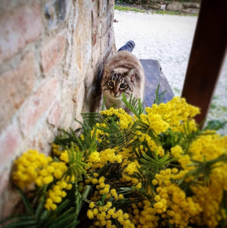 Agriturismo Il Vecchio Mandorlo Perugia Eksteriør billede