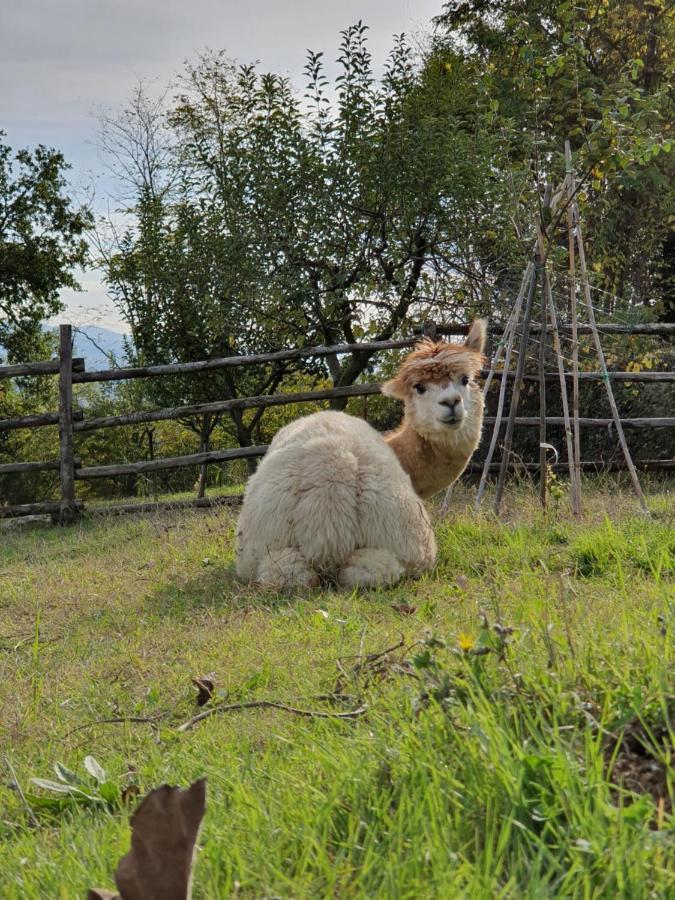 Agriturismo Il Vecchio Mandorlo Perugia Eksteriør billede